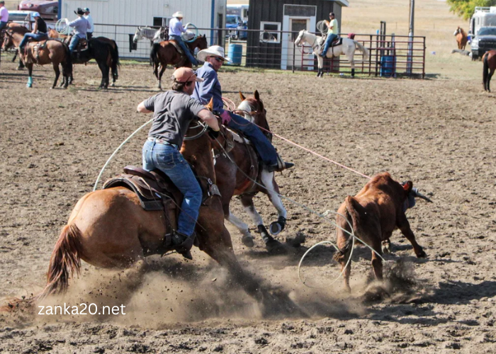Why Consistent Footing is Key for Senior Horses